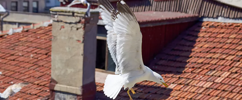 Residential Chimney Animal Removal Solution in Donna, TX